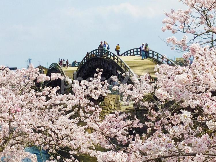 錦帯橋 錦帯橋,橋,桜の写真素材