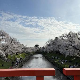 境川の桜 境川の桜の写真