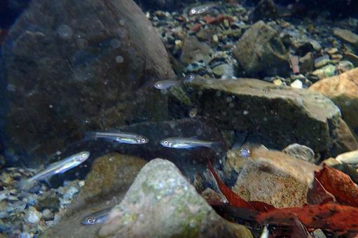 川を泳ぐ小さな魚たち アブラハヤ,あぶらはや,ハヤの写真素材
