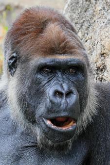 ニシゴリラの写真