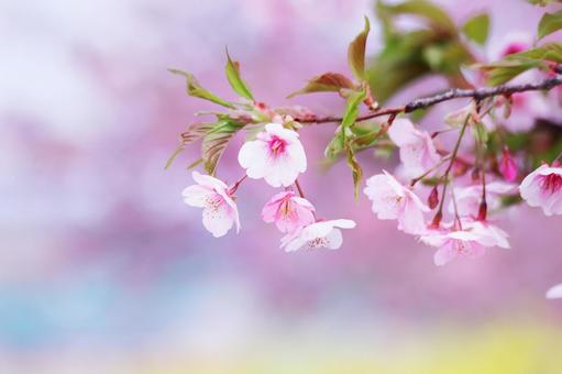 黄色い菜の花を背景にした満開の桜の花 春,桜,菜の花の写真素材