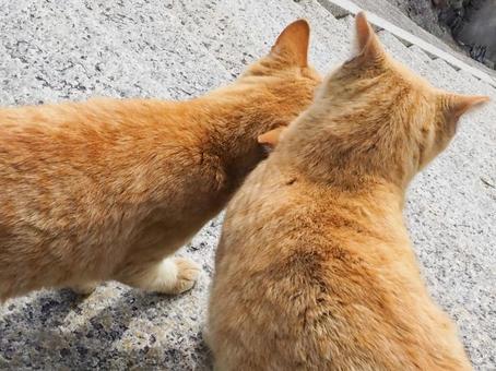 猫 猫の写真