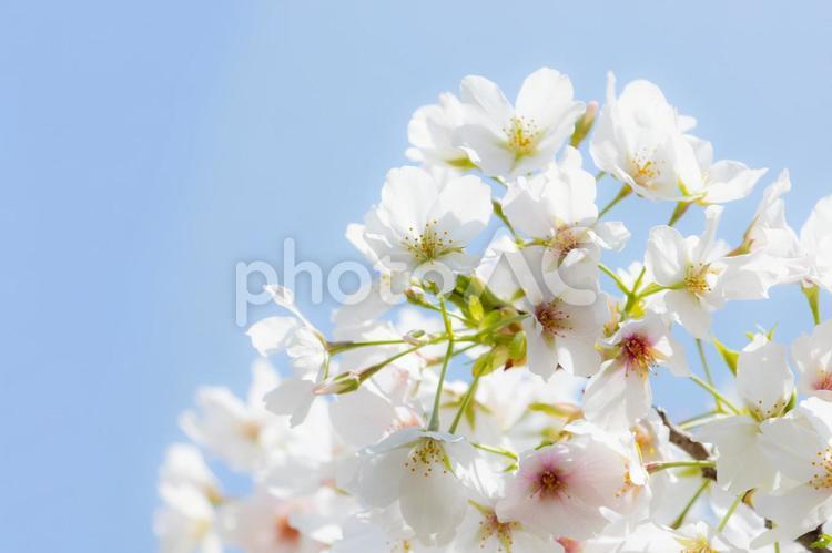 青空と白い桜の花の背景 桜,春,満開の写真素材