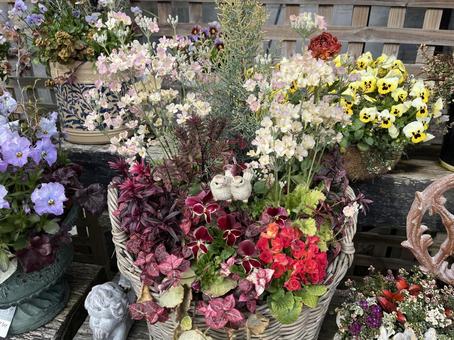 寄せ植え 寄せ植えの写真