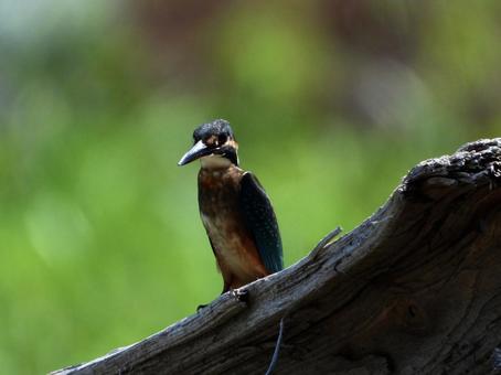 流木にとまるカワセミの写真