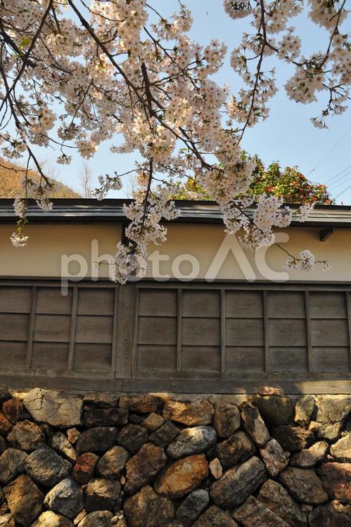 桜・塀 塀,堀,4月の写真素材