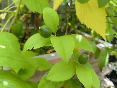 レモンの子供 レモン,レモンの木,レモンの実の写真素材