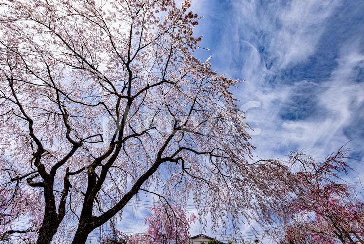 京都府　原谷苑の桜風景 原谷苑,桜,風景の写真素材