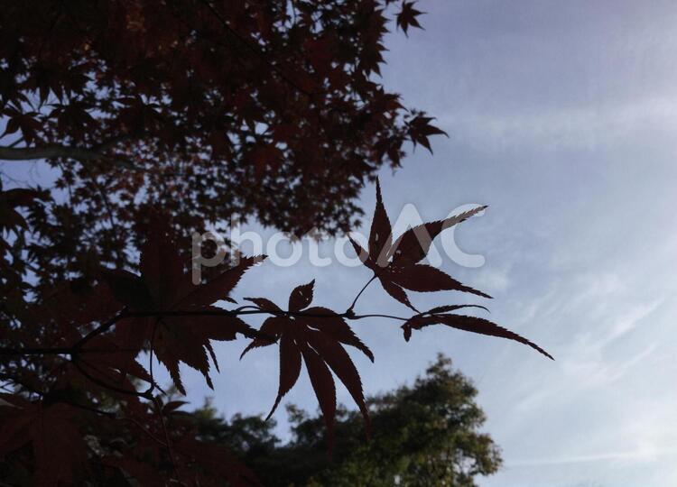 紅葉　シルエット　夕方 紅葉,秋,シルエットの写真素材