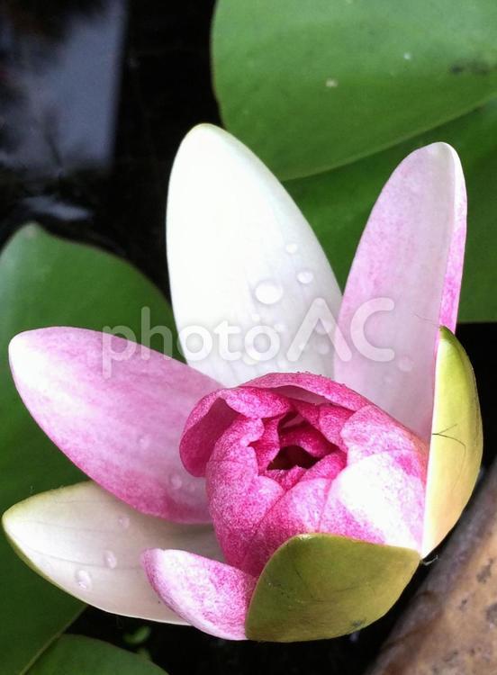 そっと手を合わせる 自然,花,葉の写真素材