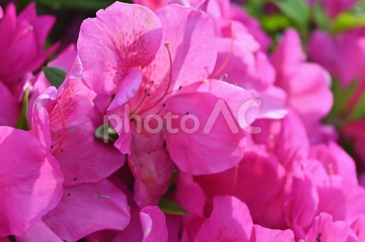 ピンクのつつじ つつじ,ツツジ,花の写真素材