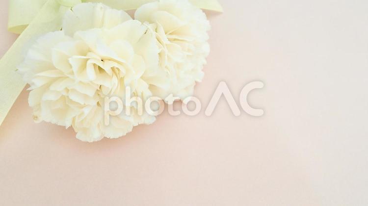 ふんわり白のカーネーション カーネーション,花,花束の写真素材