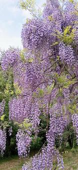 Mountain wisteria, JPG Mountain wisteria, JPG