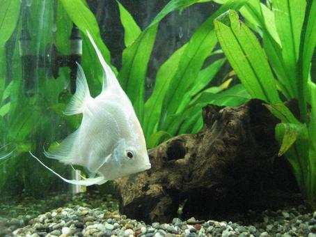 ダイヤモンドエンゼル ダイヤモンドエンゼル エンゼルフィッシュ,ダイヤモンドエンゼル,魚の写真素材