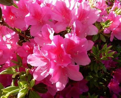 [Flower photo] Azalea flowers, JPG