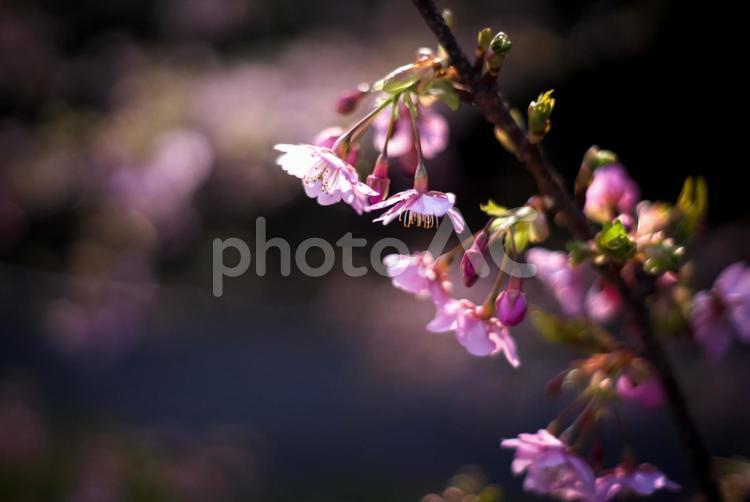 ＜五島の春の風景＞奥浦町の河津桜 桜,河津桜,春の写真素材