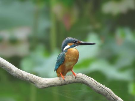 Kingfisher in the lotus pond, JPG Kingfisher in the lotus pond, JPG