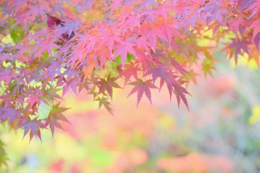 彩色・紅葉の写真