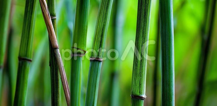 鮮やかな緑の竹の幹 竹,竹林,植物の写真素材