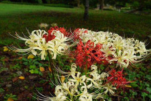 彼岸花 彼岸花,白,植物の写真素材