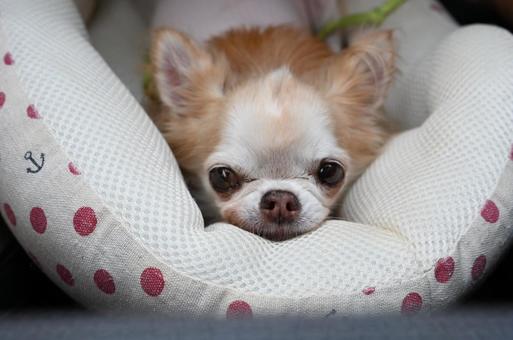 ベッドで寝るチワワ ベッドで寝るチワワ 見つめる,寂しげ,犬の写真素材