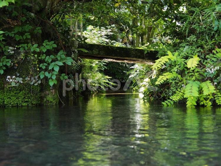 川辺に咲く草木 川,田舎,朝の写真素材