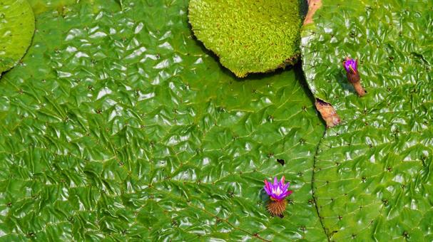 水元公園のオニバス池・紫色の花(葛飾区) 水元公園のオニバス池・紫色の花(葛飾区)の写真