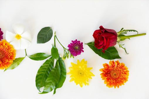 花と葉を並べる 花,ガーベラ,葉の写真素材