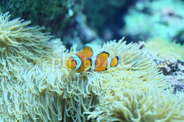 クマノミとイソギンチャク クマノミ,沖縄,イソギンチャクの写真素材