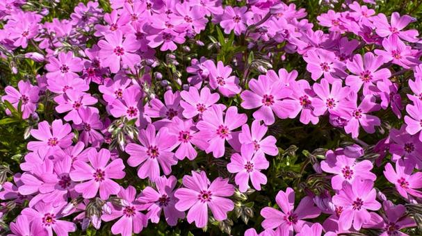 芝桜(ダニエルクッション) 芝桜(ダニエルクッション)の写真