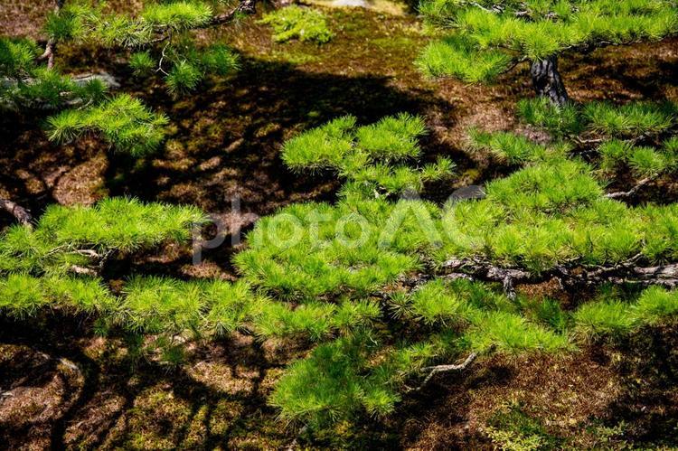 風景素材　松の木の枝と影 風景,松,庭木の写真素材