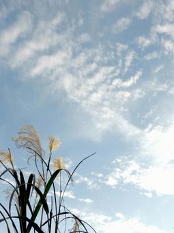 11月・ススキと秋の空、雲 ススキ,植物,穂の写真素材