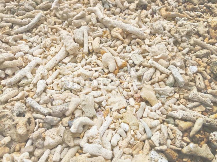 沖縄　海岸　サンゴのしがい サンゴ,沖縄,海岸の写真素材