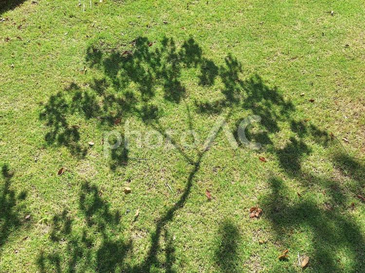 芝生と木の影 木漏れ日,木,青空の写真素材