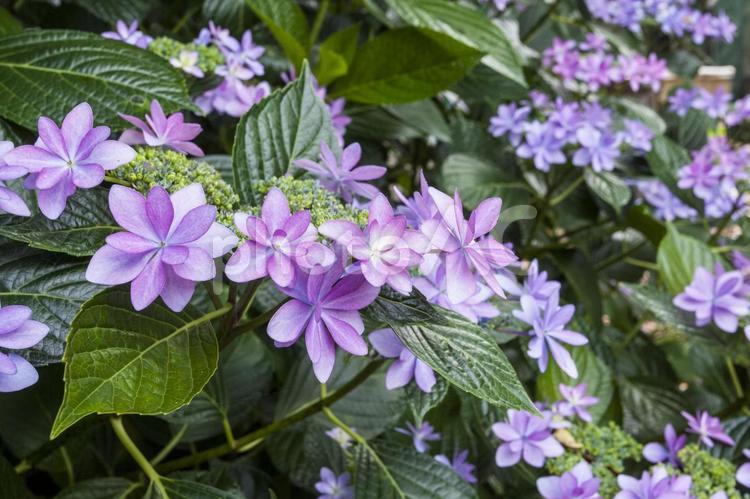 初立池のアジサイ23 アジサイ,花,フラワーの写真素材