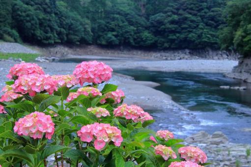 川辺に咲く紫陽花-2 川辺に咲く紫陽花-2の写真