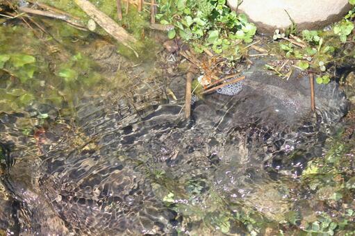 山の湧き水 山の湧き水の写真