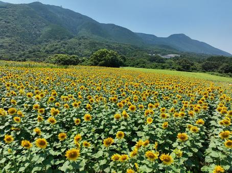 ひまわり畑 ひまわり畑,ひまわり,向日葵の写真素材
