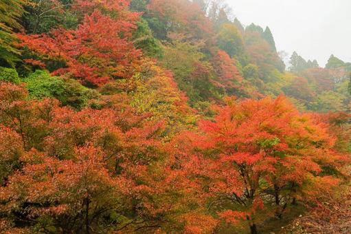 養老渓谷 養老渓谷,筒森もみじ谷,紅葉の写真素材