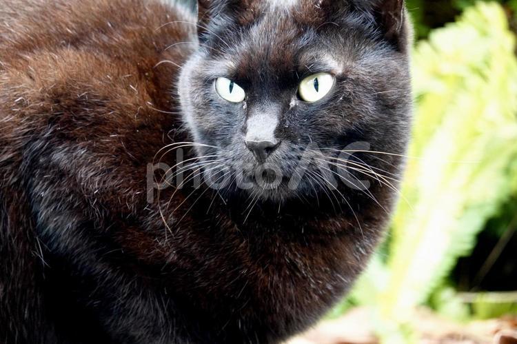 目の鋭い黒猫 保護猫,猫,ネコの写真素材