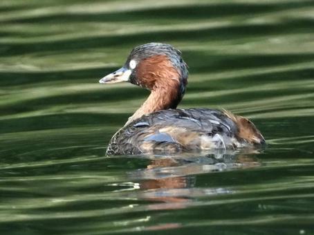 川面を泳ぐカイツブリ 川面を泳ぐカイツブリの写真
