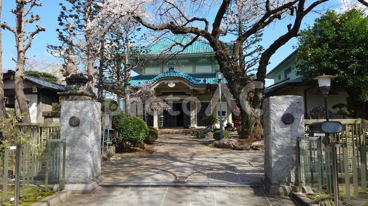 隆崇院と桜/目黒/白金台/上大崎 隆崇院,桜,目黒の写真素材