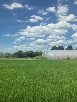 田んぼとハウスと夏空 田んぼとハウスと夏空 田んぼ,ハウス,夏空の写真素材