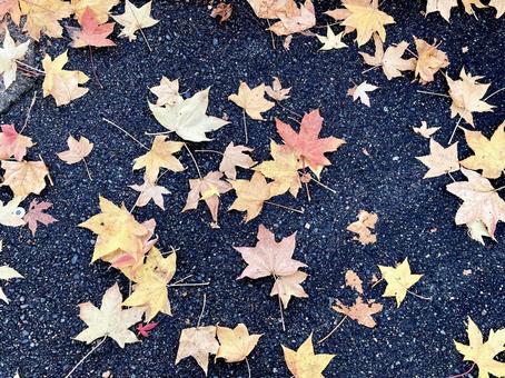 コンクリートの上の紅葉した落ち葉 落ち葉,枯葉,紅葉の写真素材