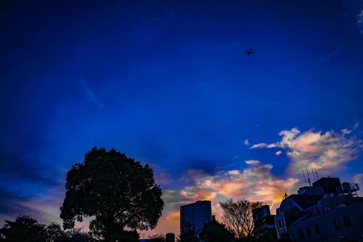 黄昏のシルエット（港区） 黄昏,シルエット,木の写真素材