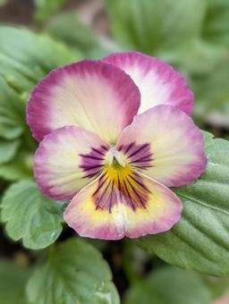 ビオラの花 5 ビオラ,紫,白の写真素材