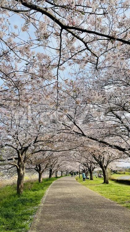 桜並木 サクラ,サクラ並木,春の写真素材