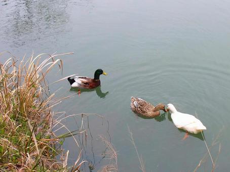 Duck, JPG