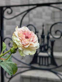 薔薇 薔薇の写真