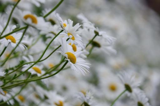 花 花の写真